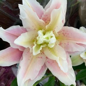 Meet your Posher, Shante